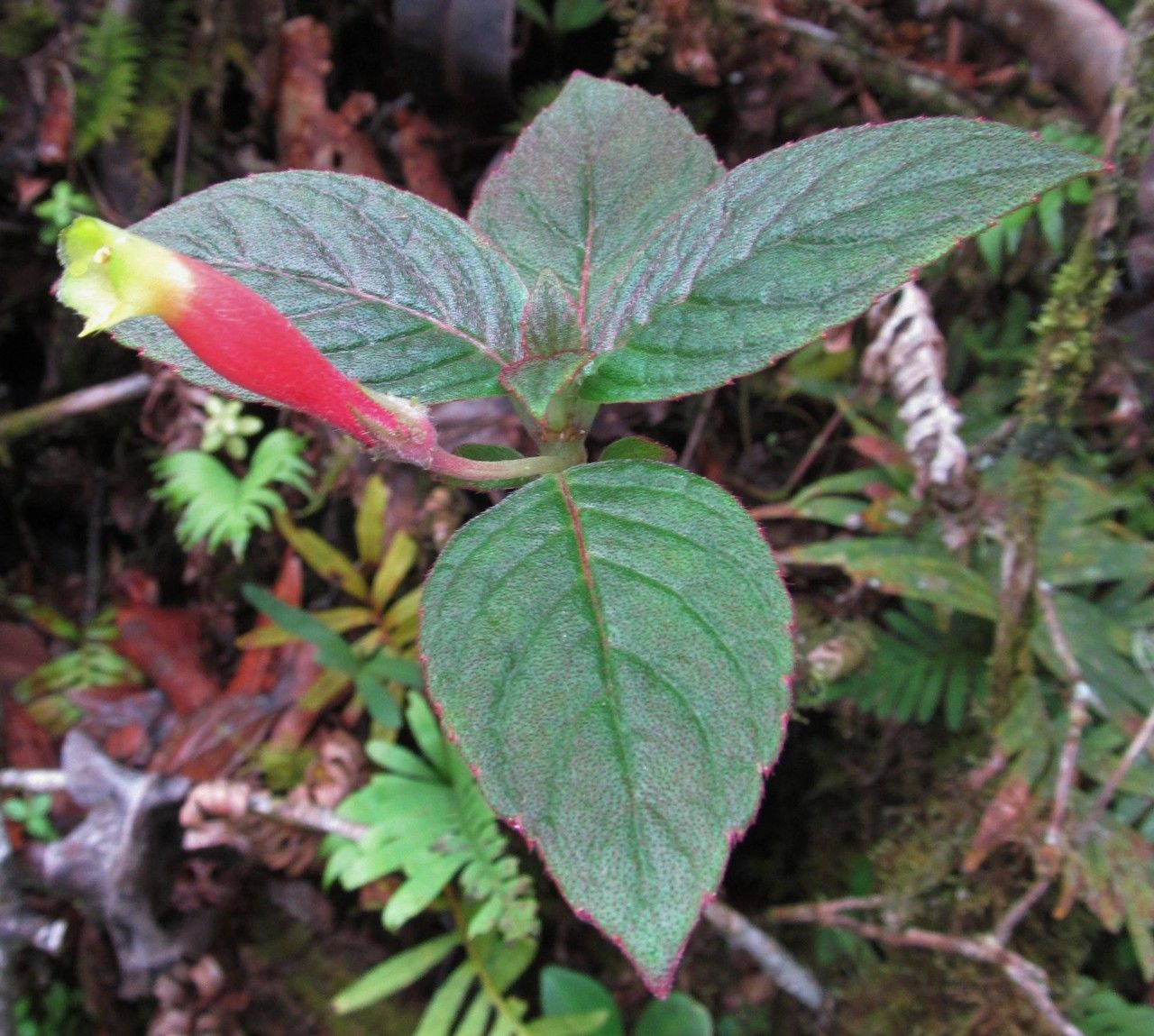 Columnea nervosa — search result for 'Columnea'