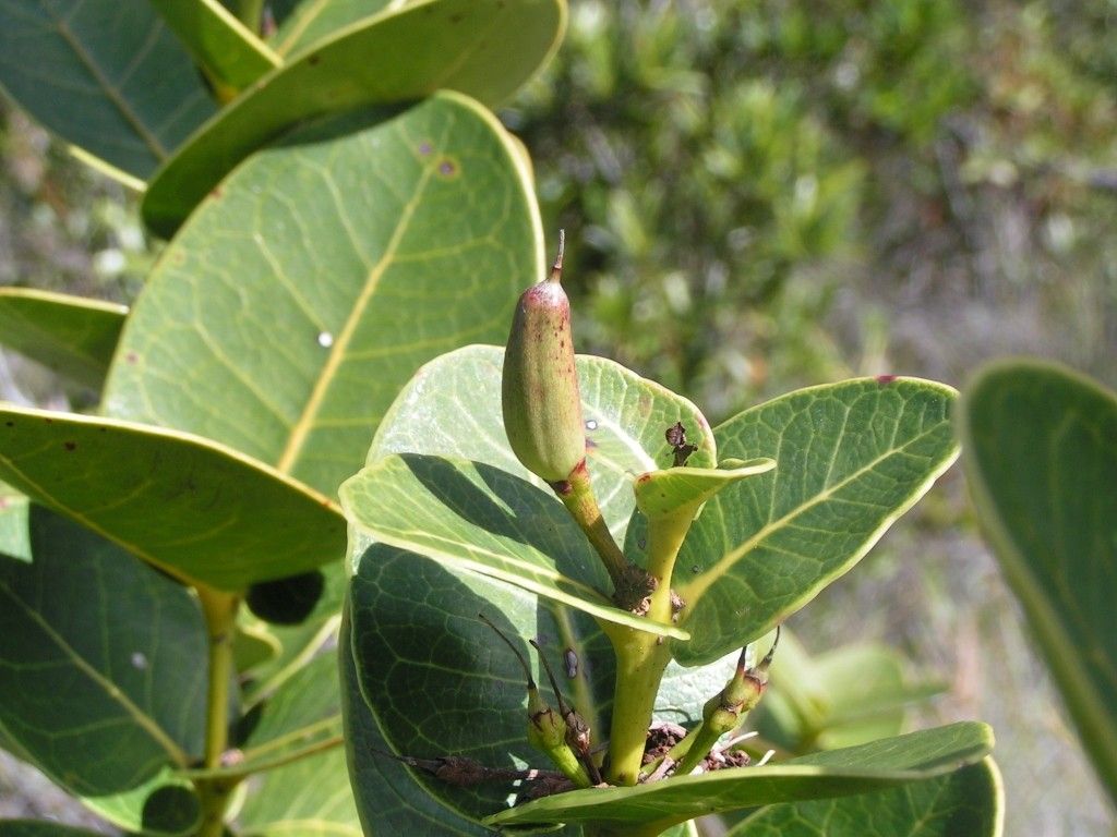 Pycnandra amplexicaulis habit
