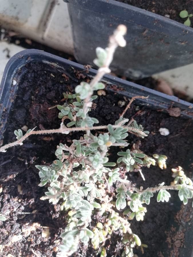 Dissocarpus paradoxus habit