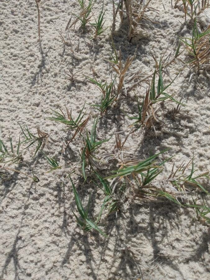 Sporobolus virginicus leaf