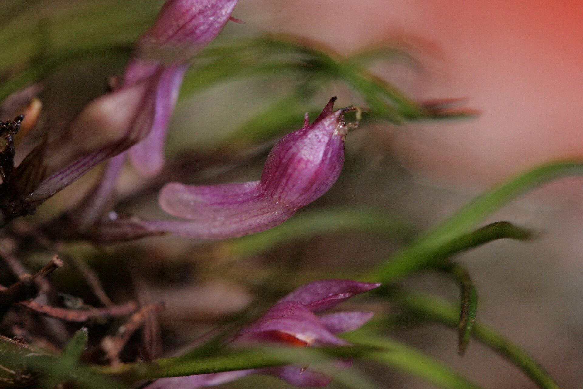 Dendrobium nardoides — houseplant care guide