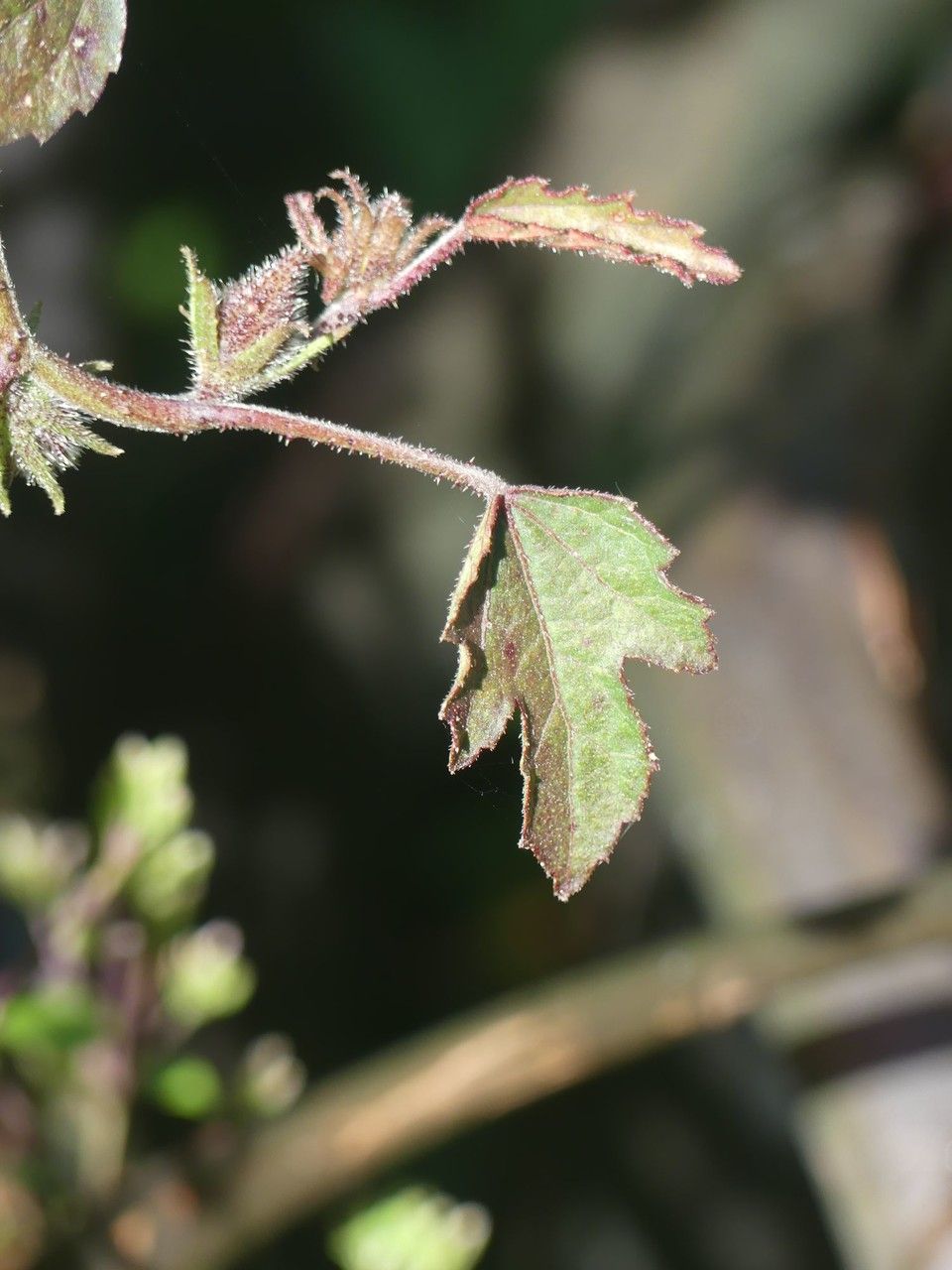 Hibiscus surattensis — search result for 'Hibiscus'