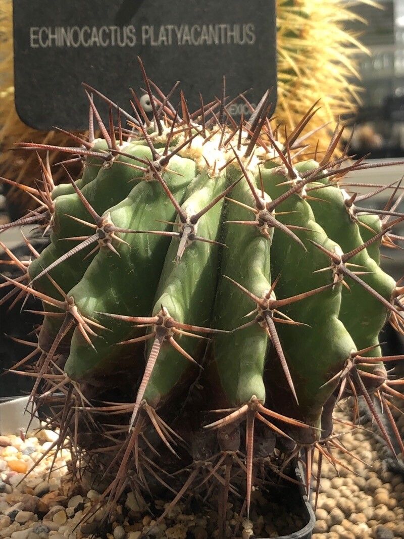 Echinocactus platyacanthus