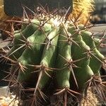 Echinocactus platyacanthus