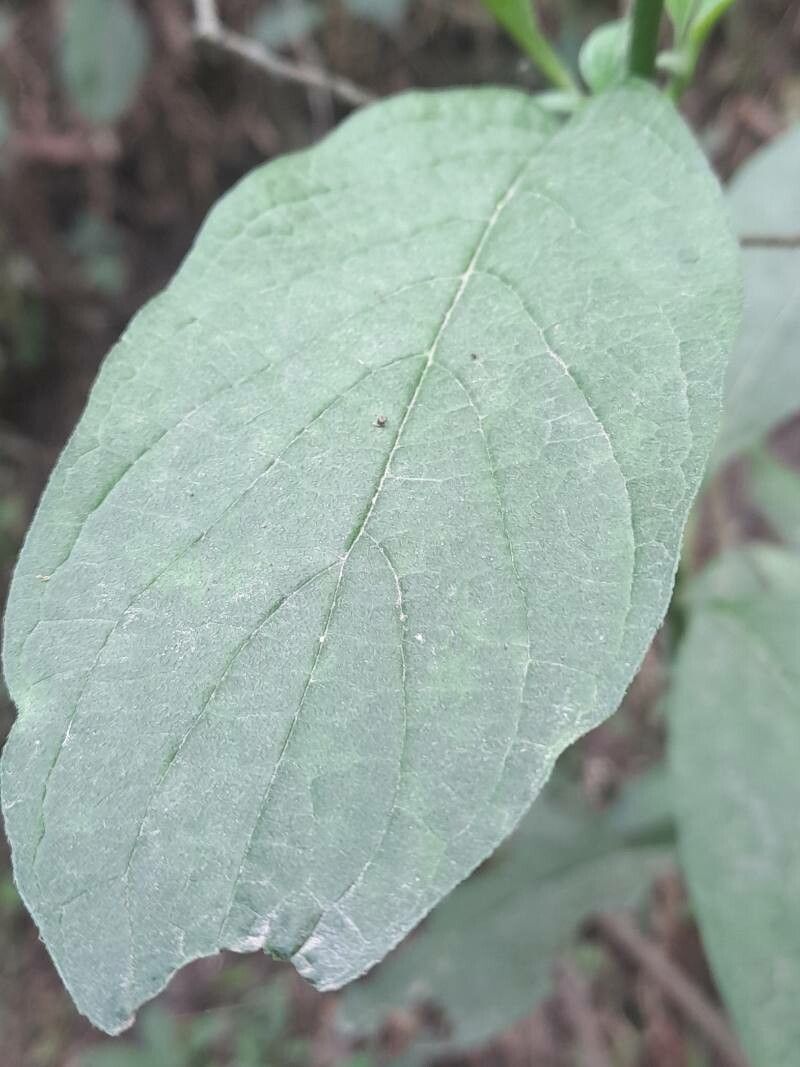 Heliotropium lilloi — search result for 'Heliotropium'