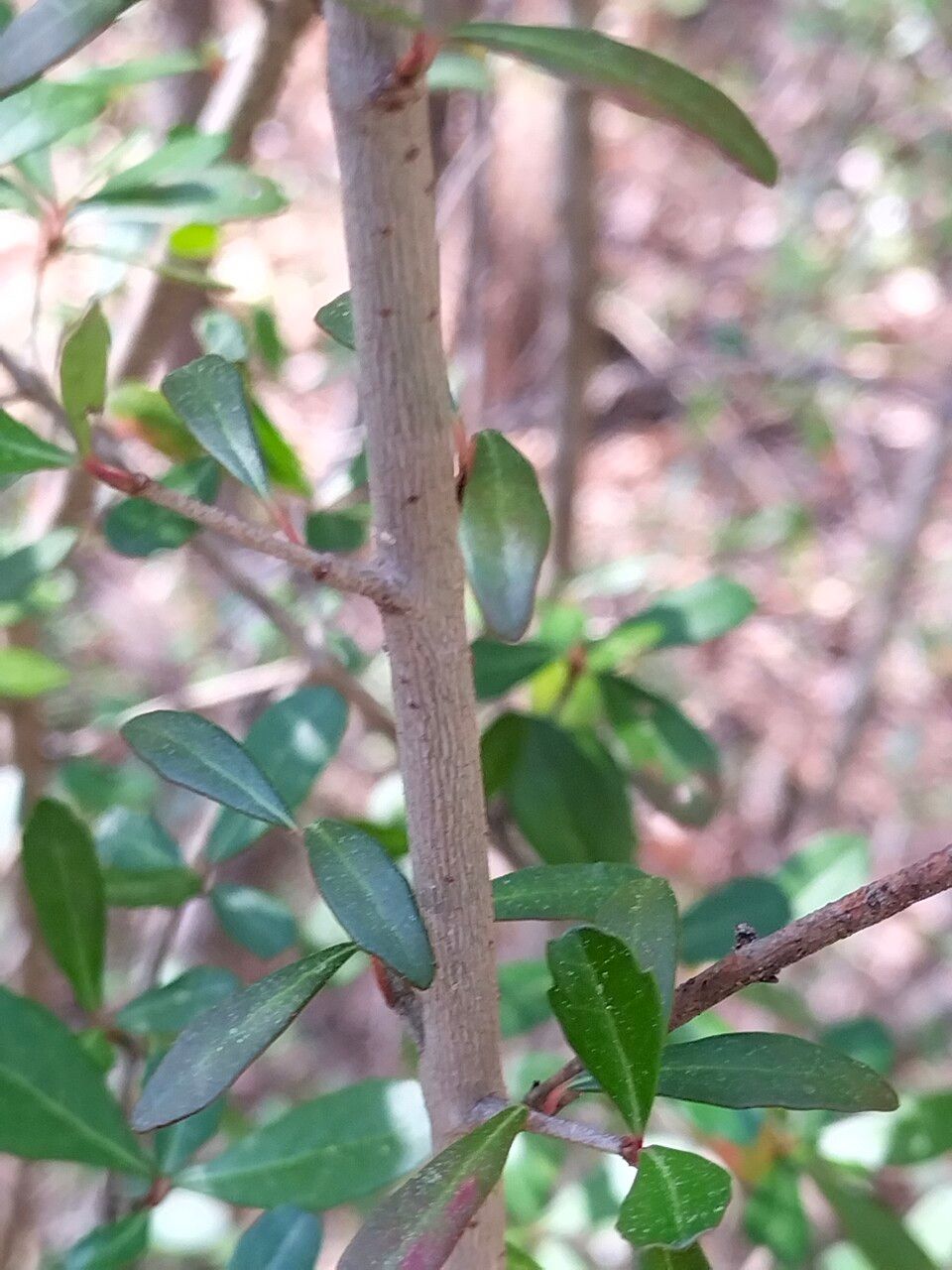 Viburnum obovatum bark