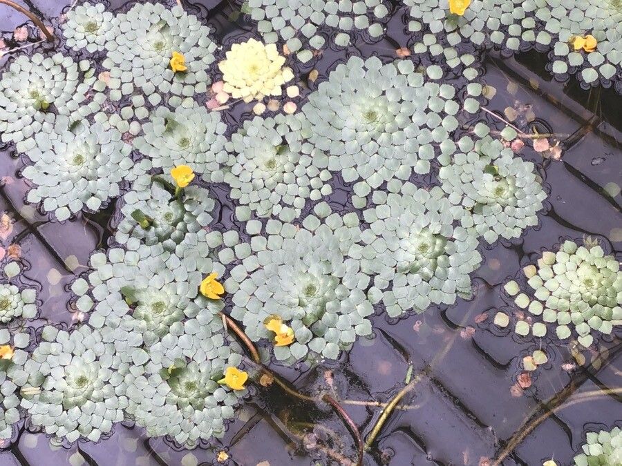 Ludwigia sedioides habit