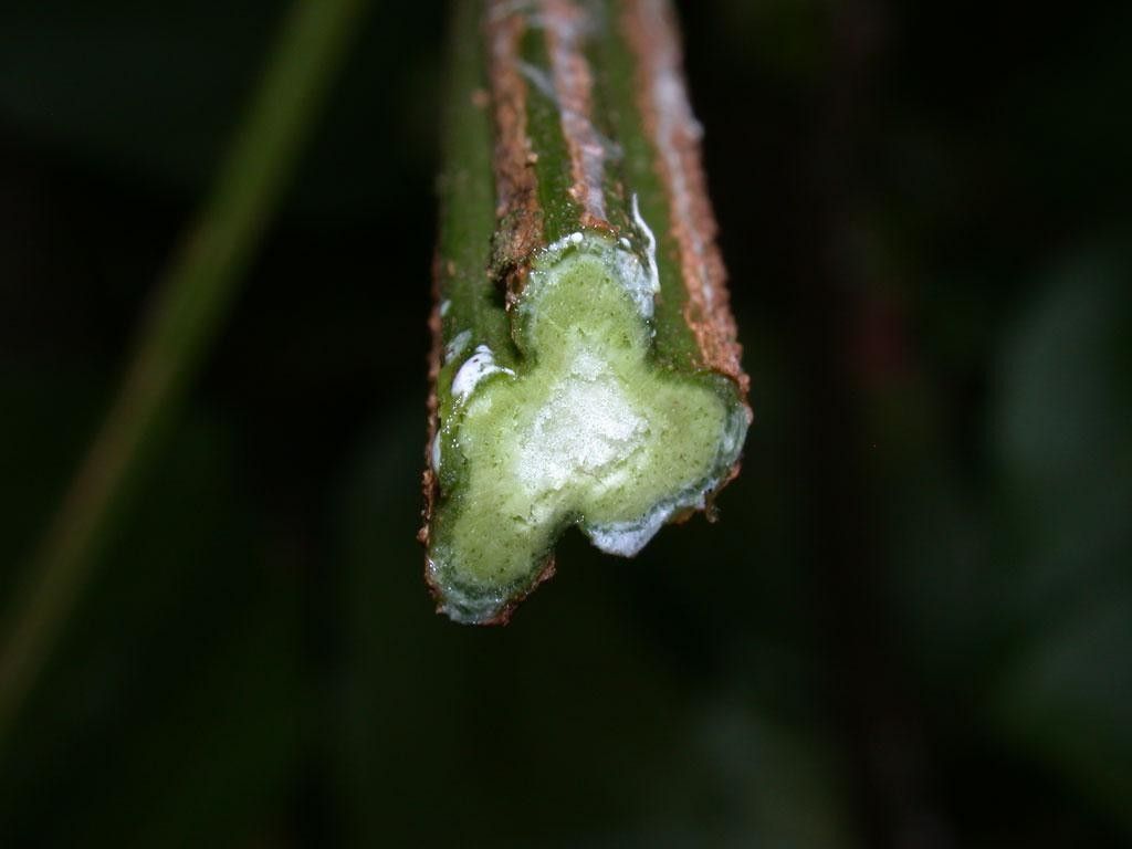Paullinia pterocarpa fruit