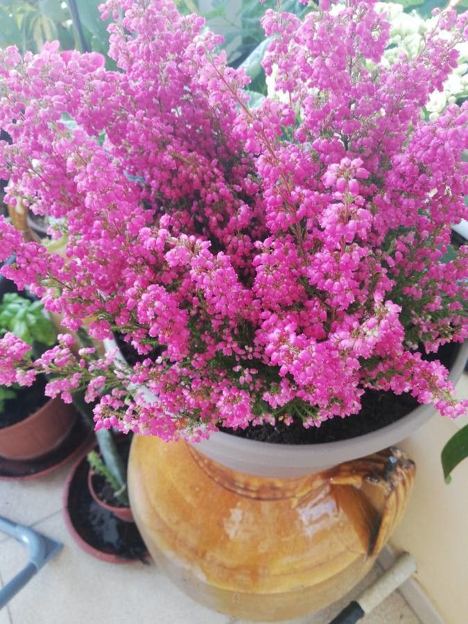 Erica gracilis fruit