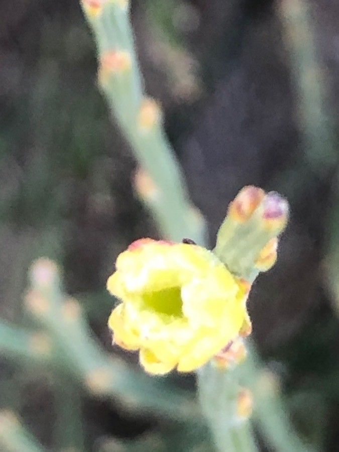 Cytisus oromediterraneus flower