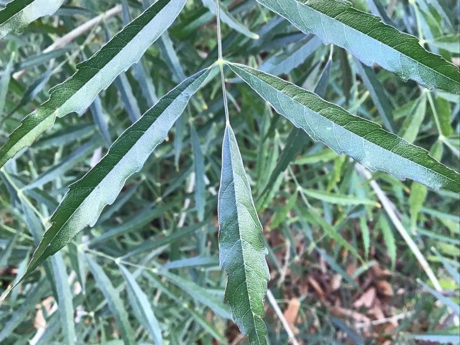 Fernandoa madagascariensis leaf