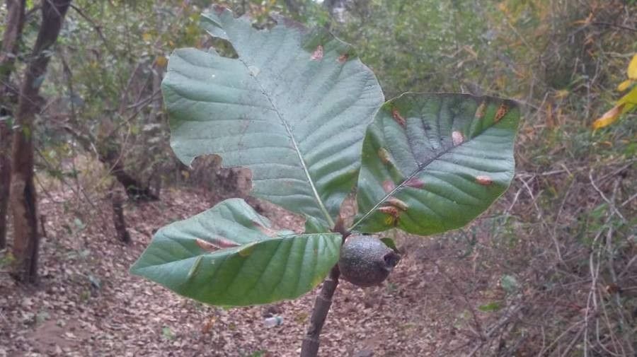 Gardenia latifolia — search result for 'Gardenia'