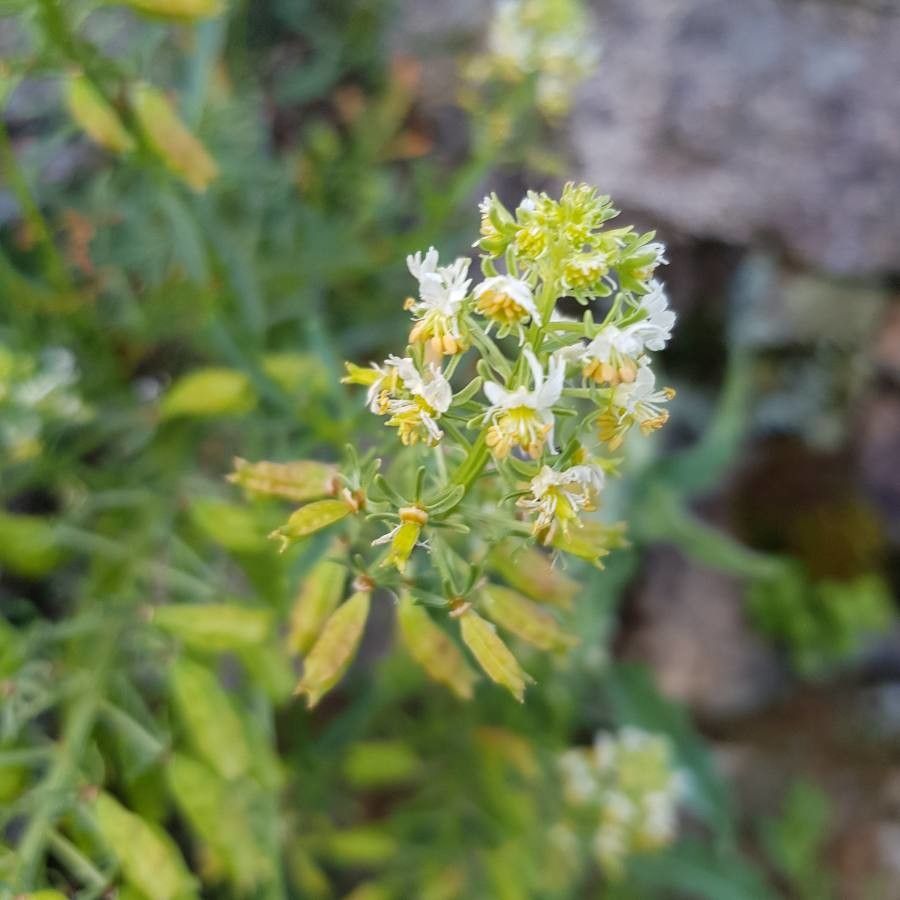 Reseda jacquinii flower
