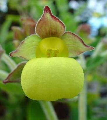 Calceolaria plectranthifolia flower