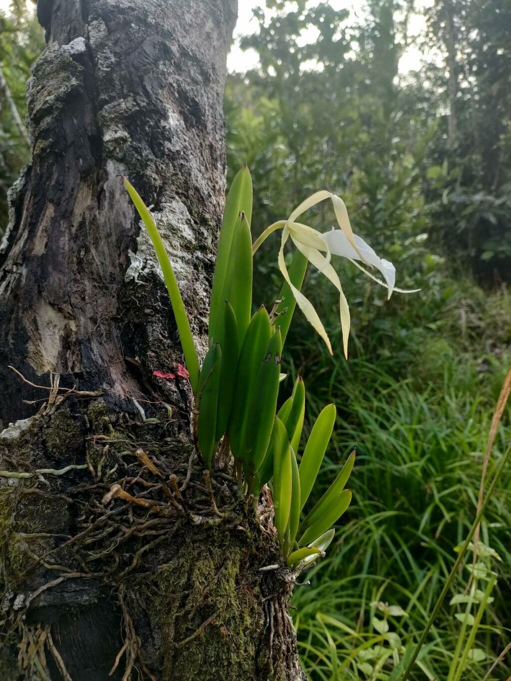 Brassavola nodosa habit