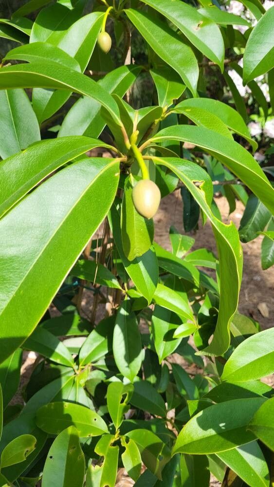 Magnolia conifera flower