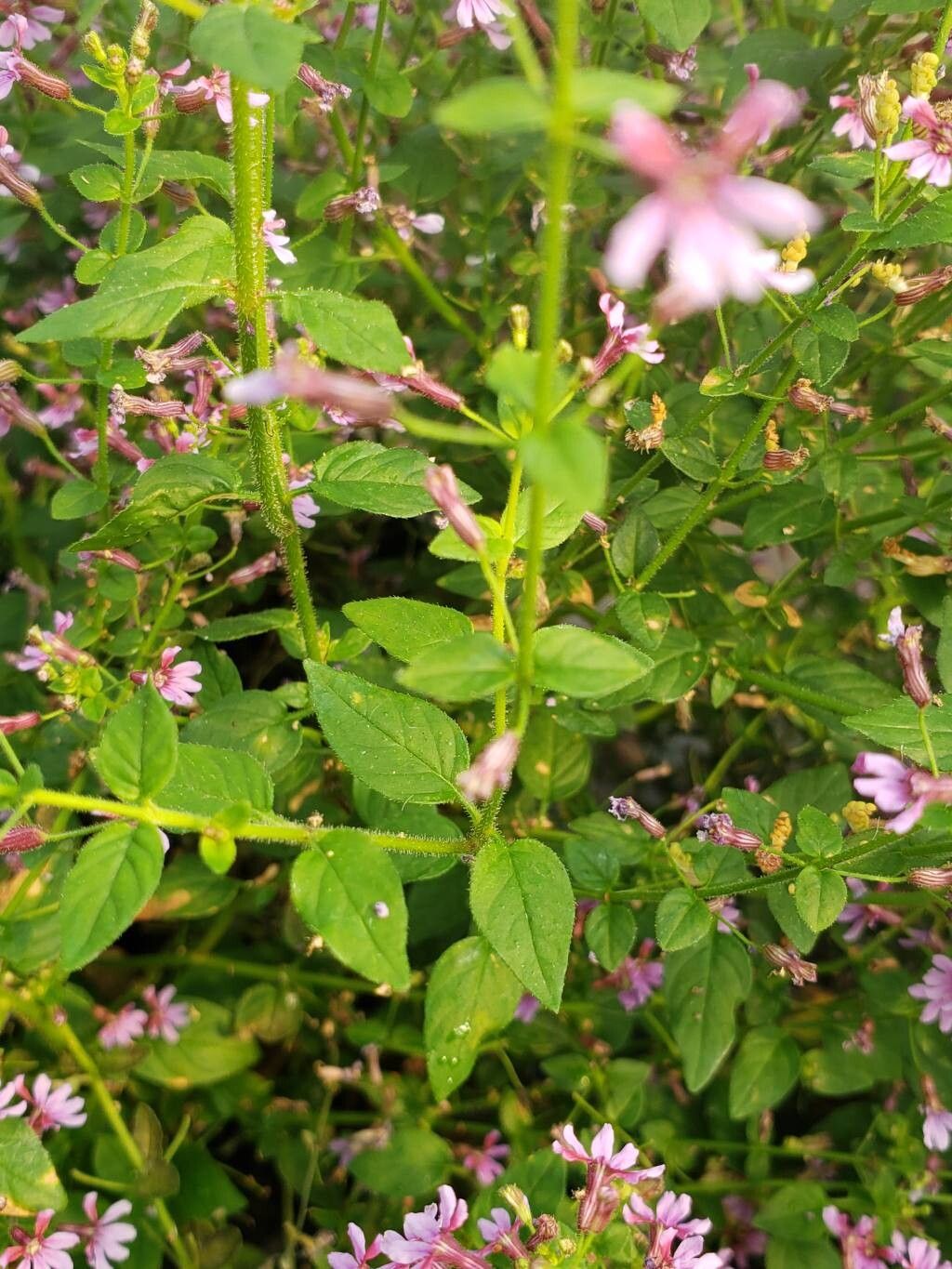 Cuphea ramosissima — search result for 'Cuphea'