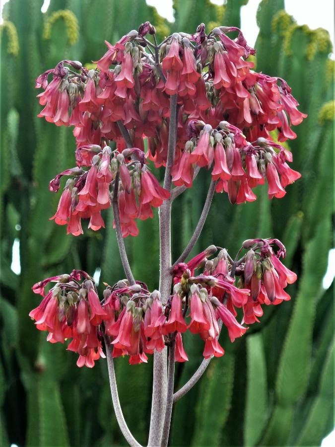 Kalanchoe serrata flower