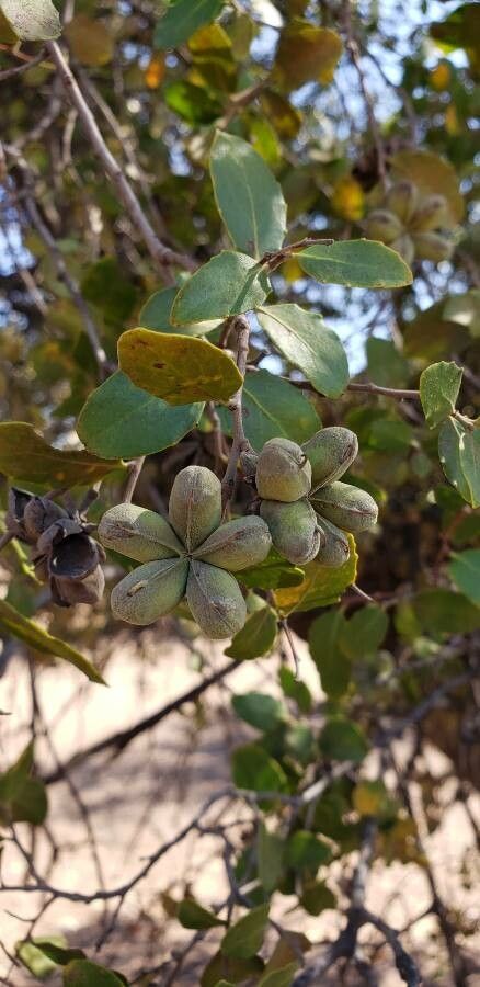 Quillaja saponaria fruit