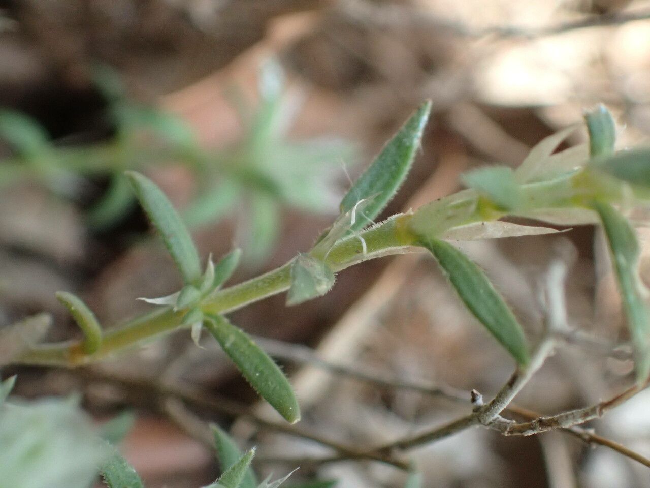 Paronychia capitata — houseplant care guide