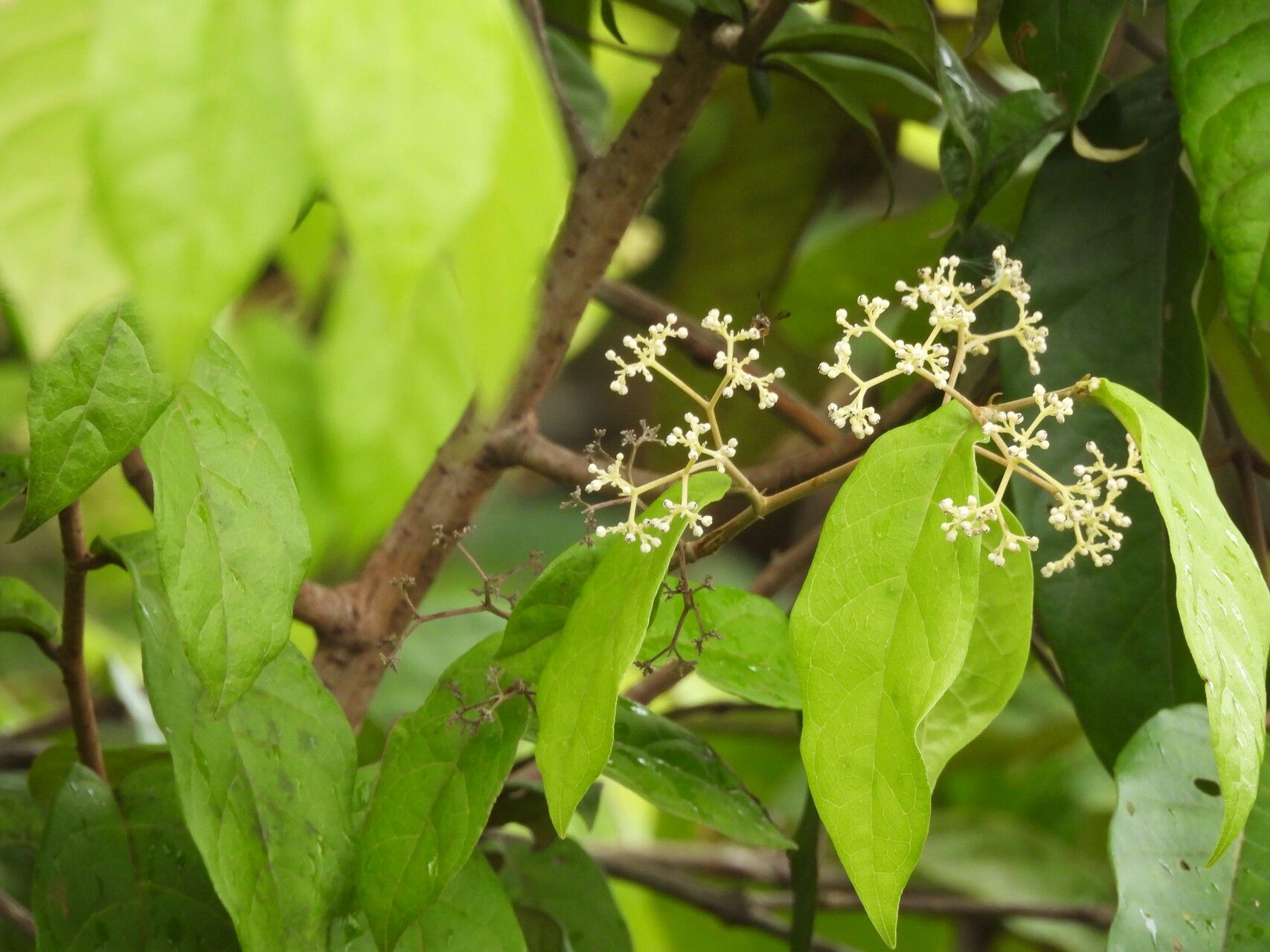 Dichapetalum pedunculatum flower