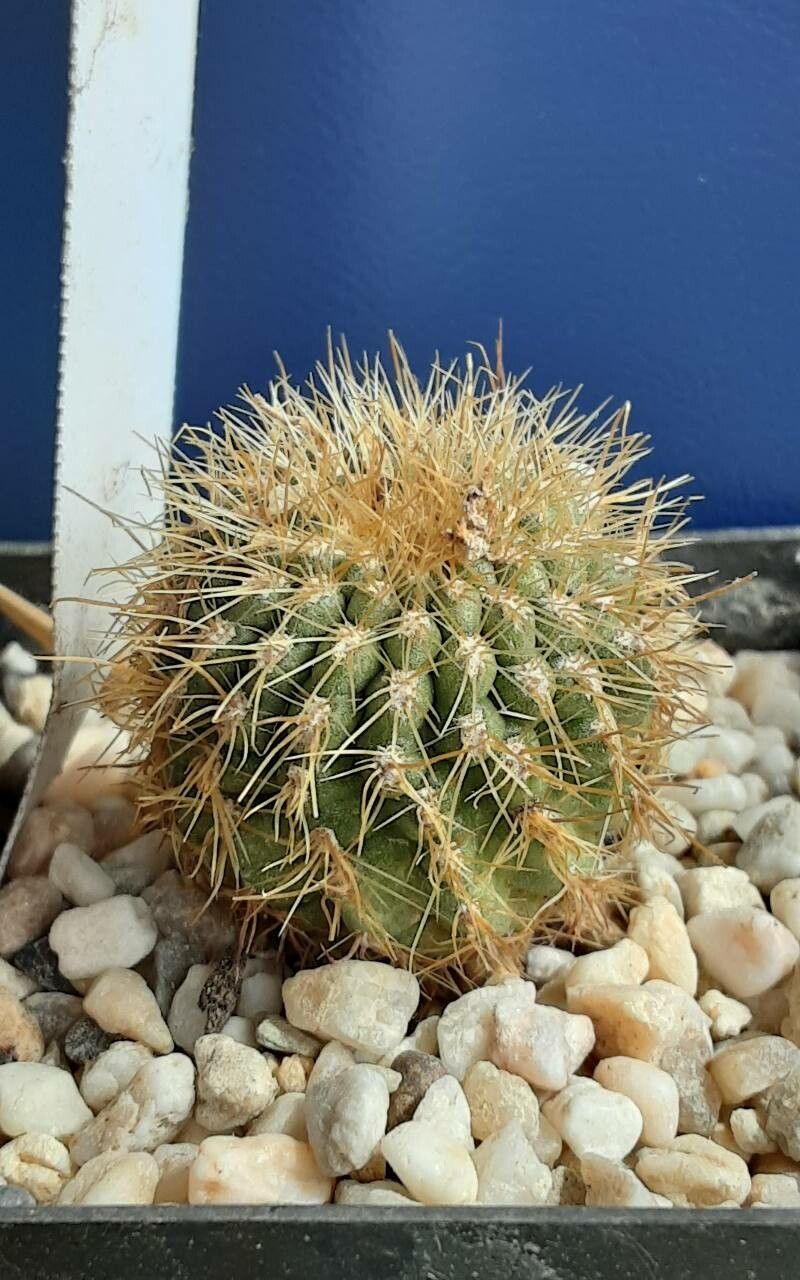 Cipocereus pusilliflorus — related species from the same genus