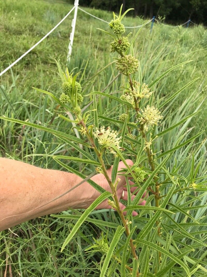 Asclepias hirtella flower