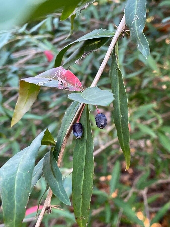 Berberis gagnepainii fruit
