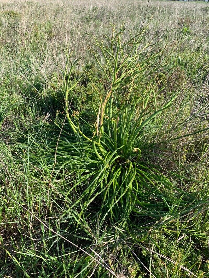 Trachyandra divaricata — related species from the same genus