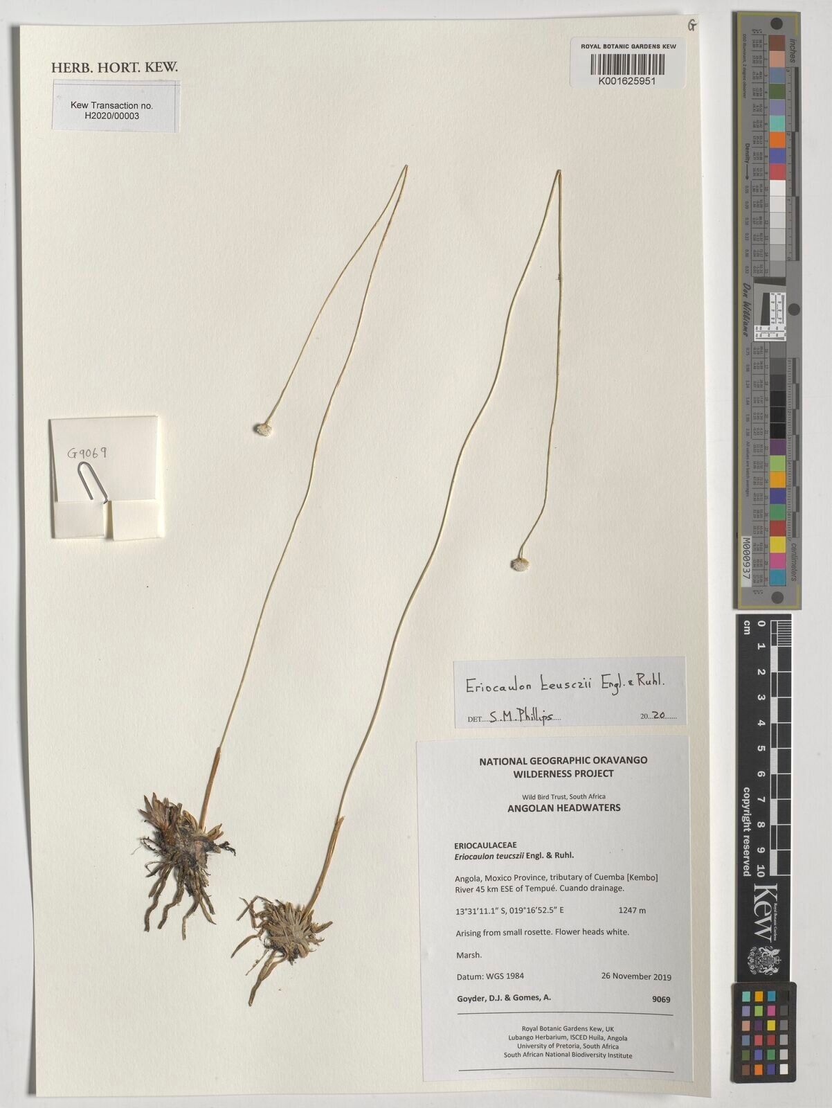 Eriocaulon teusczii — houseplant care guide