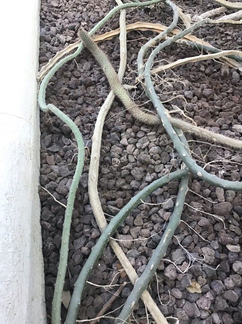 Selenicereus pteranthus — search result for 'Selenicereus'