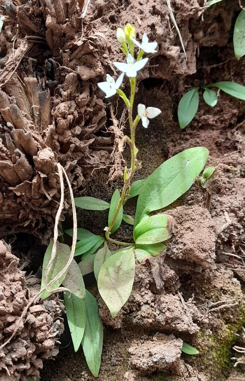 Ponthieva mandonii habit