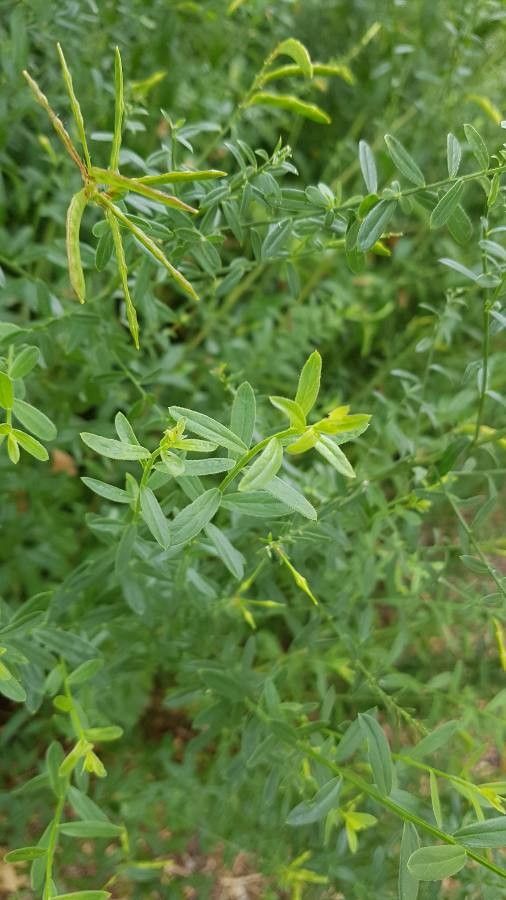 Genista tinctoria leaf