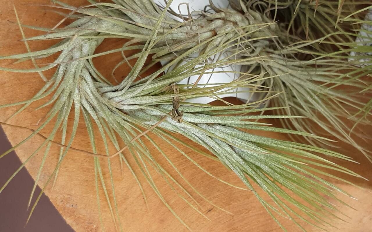 Tillandsia andreana — houseplant care guide