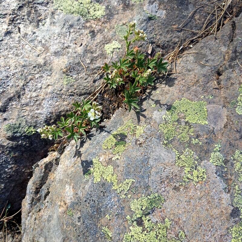 Potentilla crassinervia habit