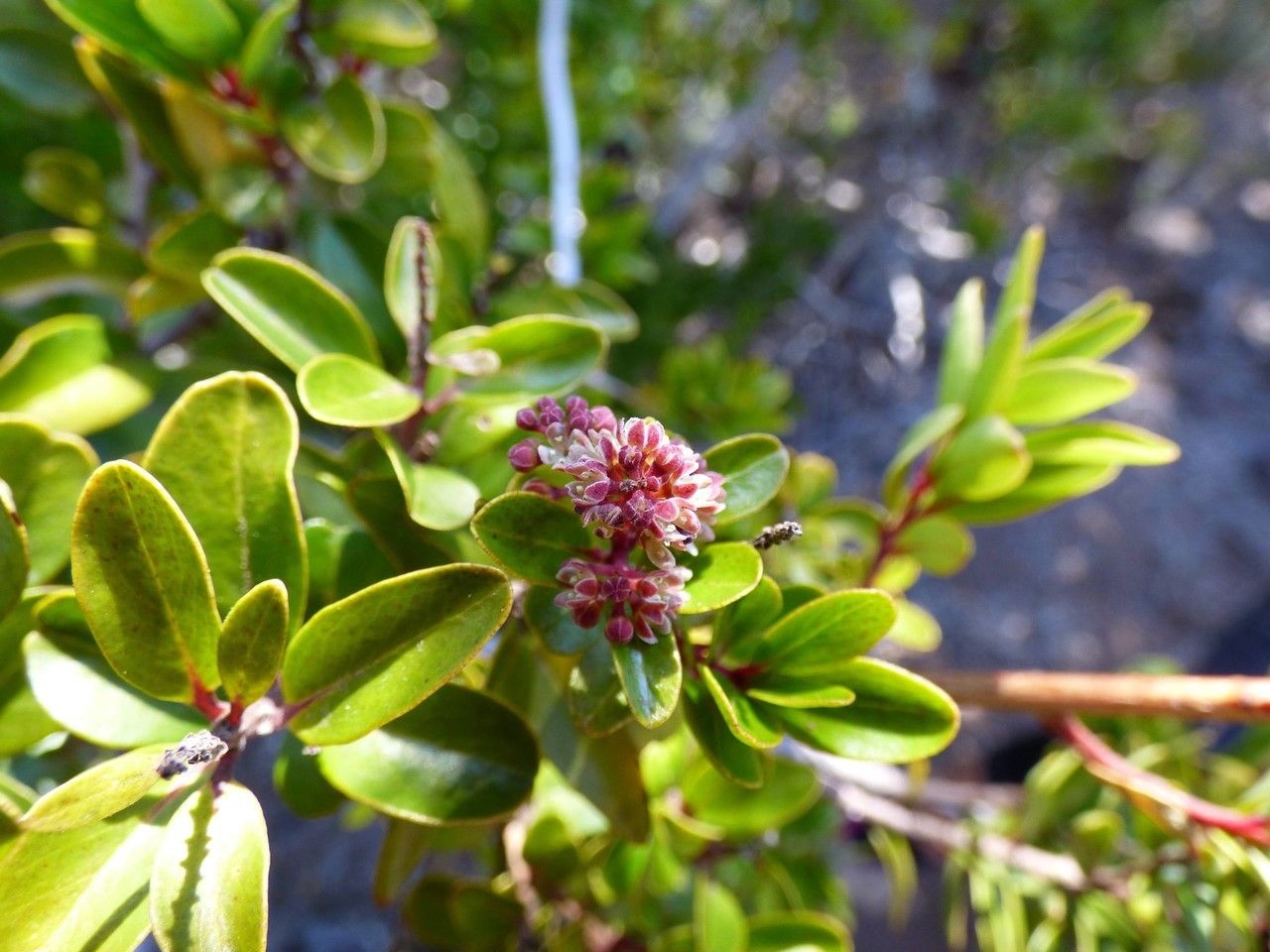 Embelia angustifolia flower