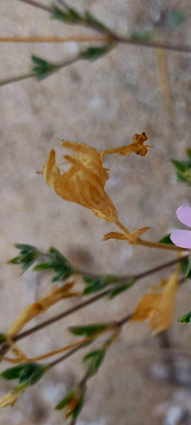 Silene sericea fruit