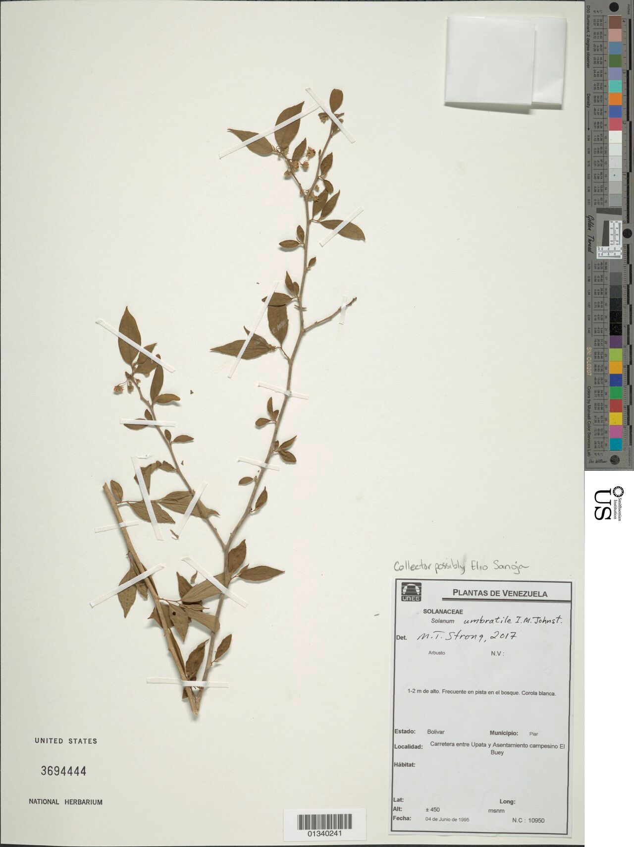 Solanum umbratile — houseplant care guide
