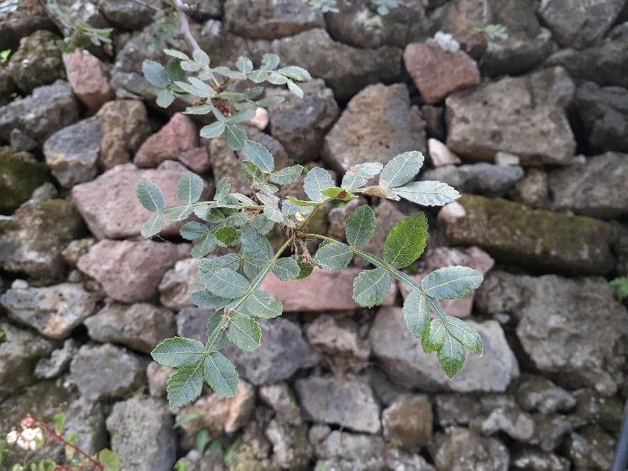 Bursera glabrifolia — search result for 'Bursera'