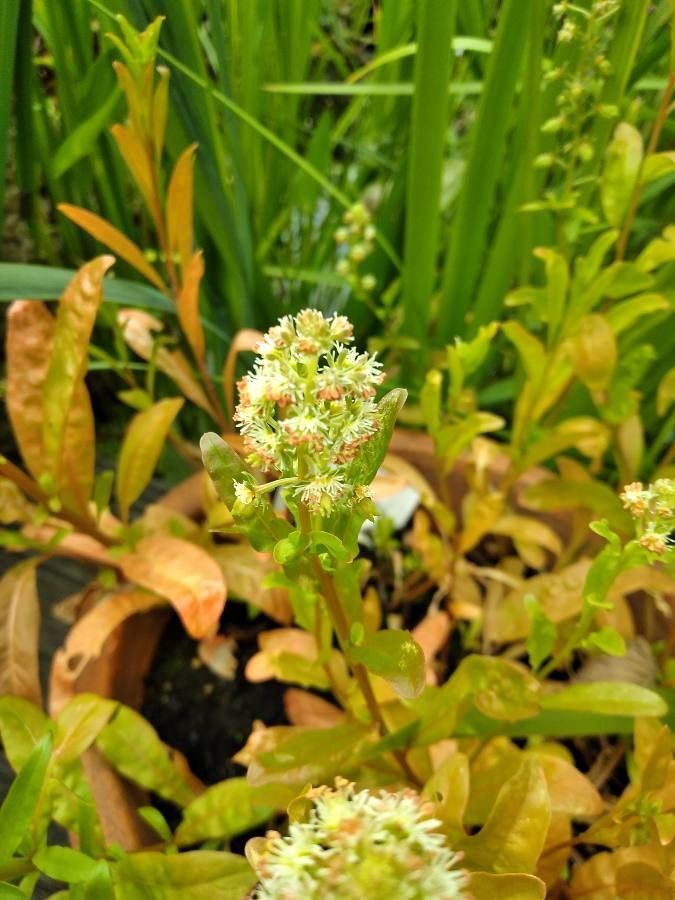 Reseda odorata fruit