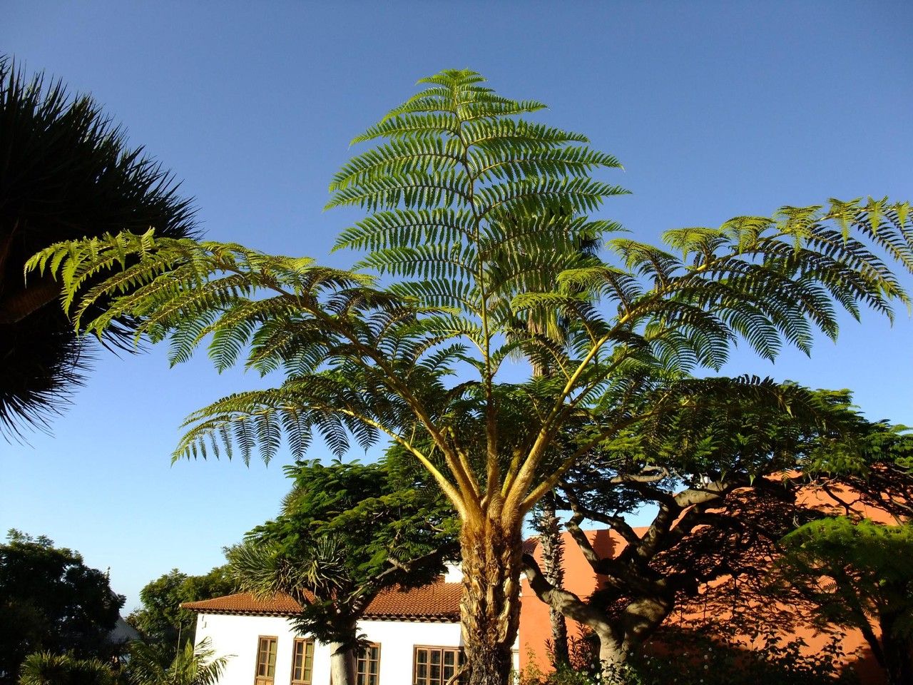 Cyathea australis habit