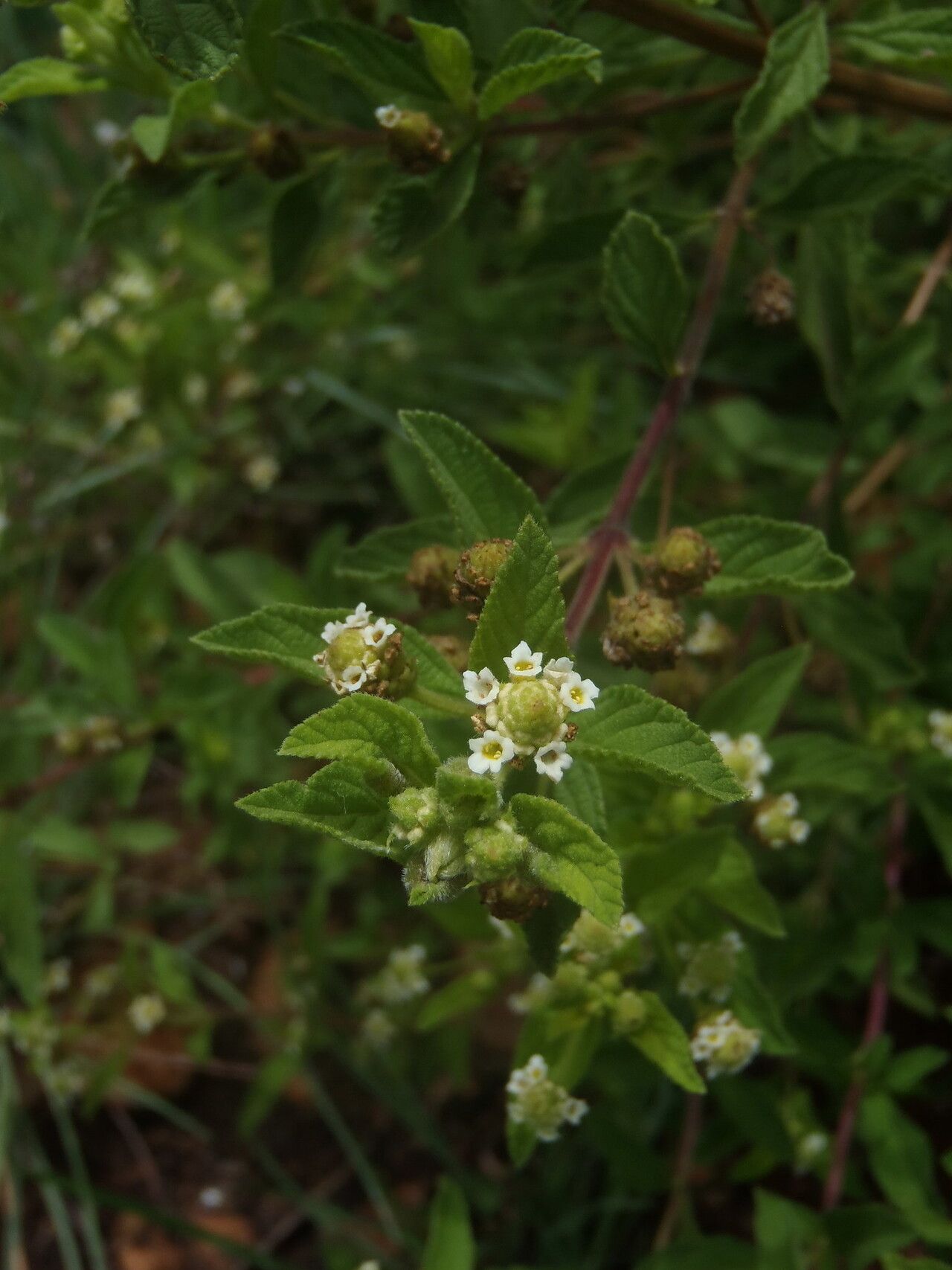 Lippia rehmannii — search result for 'Lippia'
