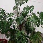 Monstera deliciosa