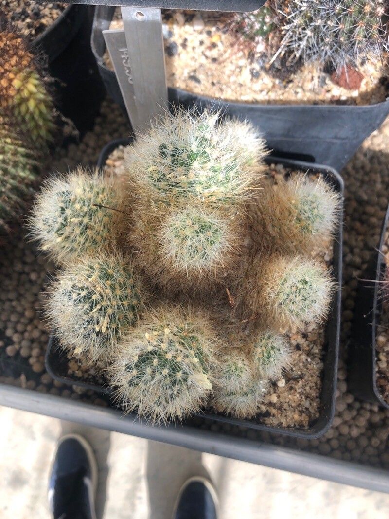 Mammillaria picta — search result for 'Mammillaria'