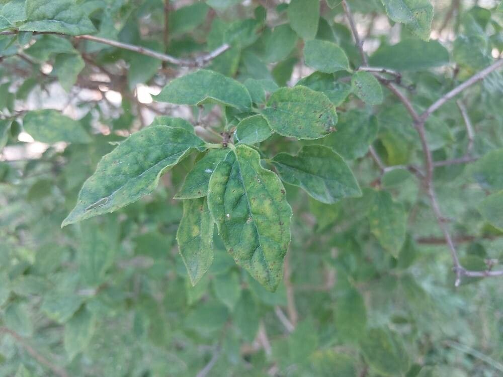 Philadelphus brachybotrys