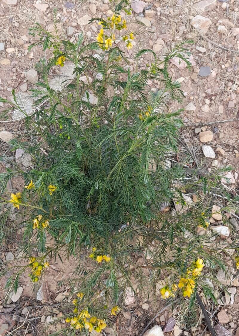 Senna birostris habit