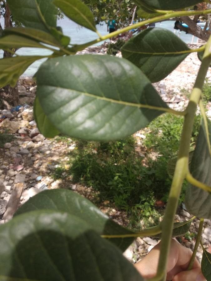 Bourreria succulenta — houseplant care guide