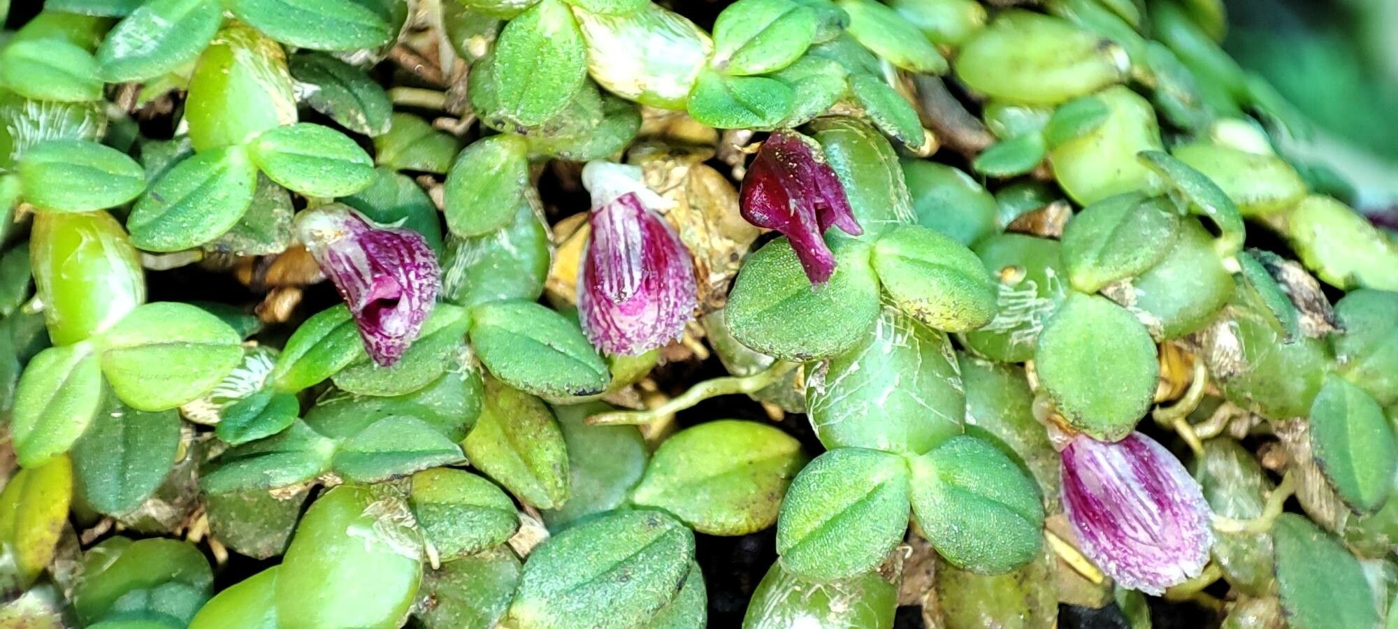 Bulbophyllum insolitum habit
