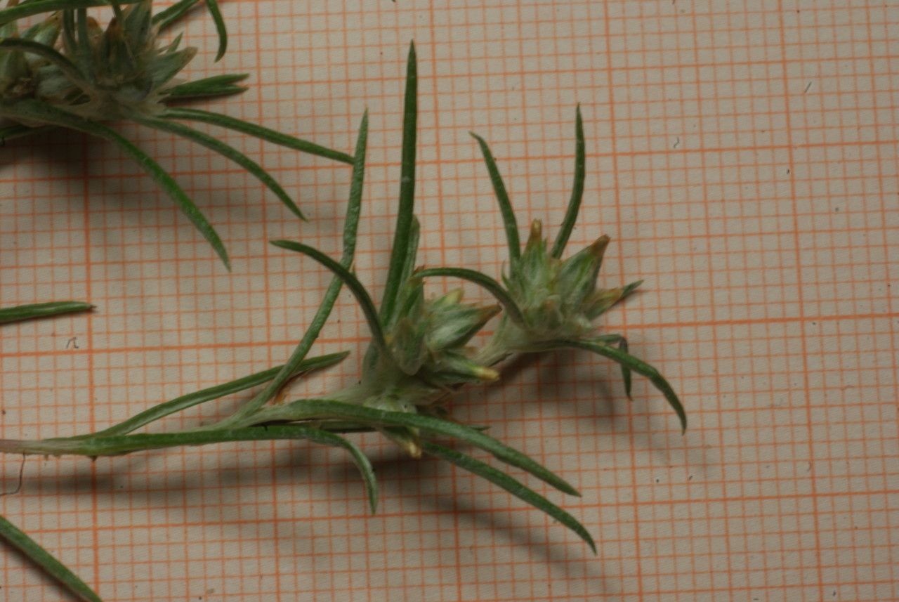 Filago gallica flower