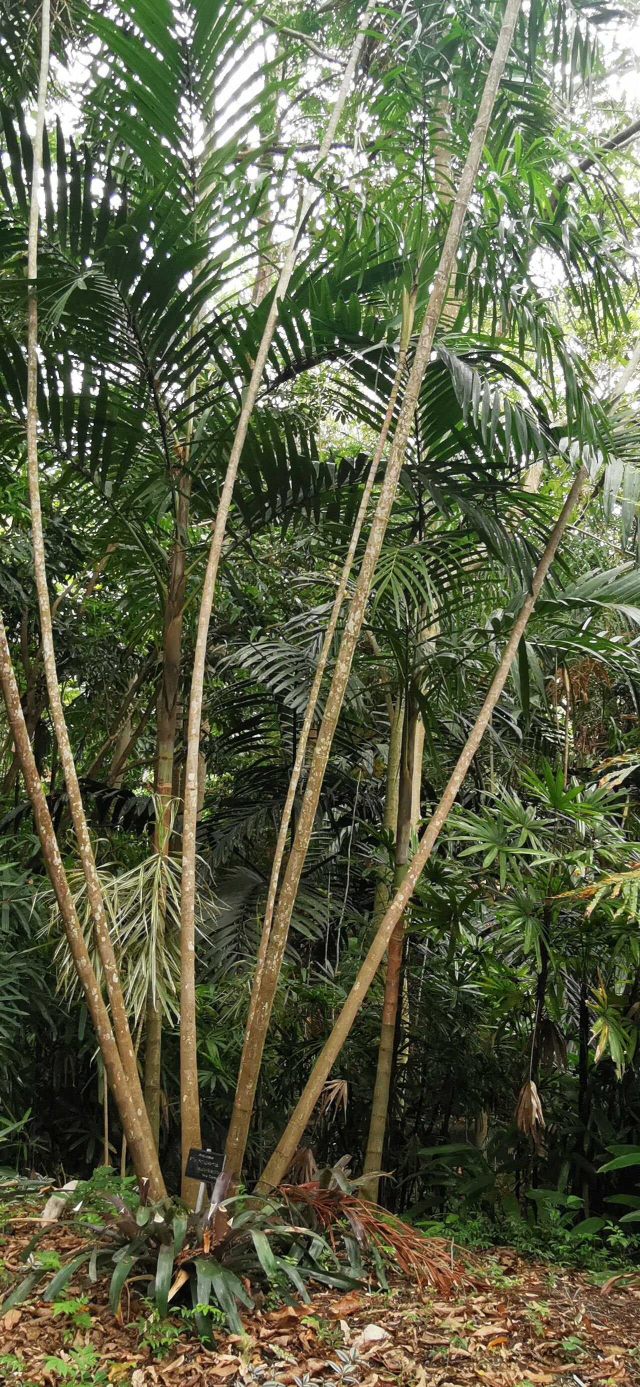 Ptychosperma lauterbachii — related species from the same genus